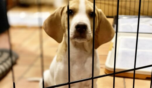 犬がうんちしないのはなぜ？その理由と解決方法を知って愛犬の健康を守ろう！