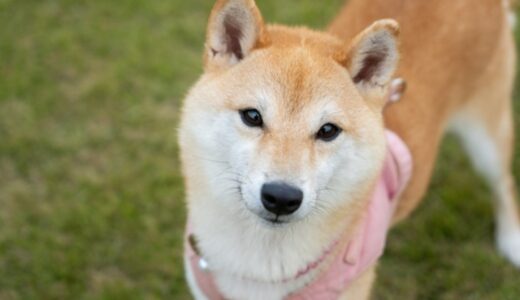 愛犬に茹で野菜はダメ！？注意すべきポイントと健康的な与え方について徹底解説！