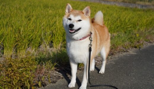 愛犬がわがままでごはんを食べない！何日まで大丈夫？犬と食事の正しい付き合い方を解説！