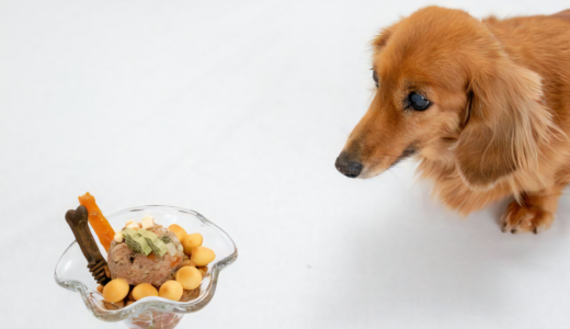 犬にも味覚がある？好きな味や苦手な味および食べ物の適切な与え方について解説