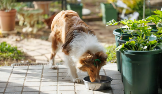 犬の膀胱炎とはどんな病気？膀胱炎予防の食事の手作り方法について紹介