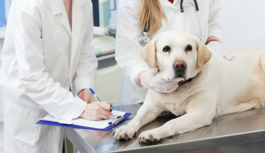 犬の血小板減少症とはどんな病気？予防法や食事の重要性について解説