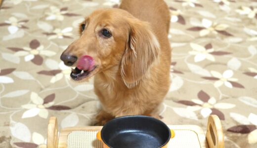 愛犬が胃腸炎になったときはどんな食事を摂ればいいの？お腹に優しいおすすめレシピもご紹介！