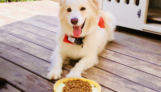 犬が腎不全で末期を迎えた場合の食事は？おすすめ食事レシピと食材選びについて解説