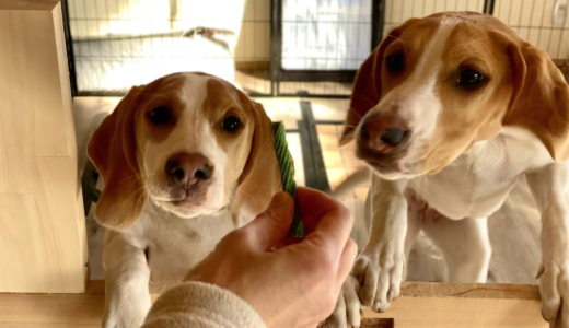 犬が末期癌になると食事を食べません！幸せな最期を迎えるための対処や適切な食事について解説