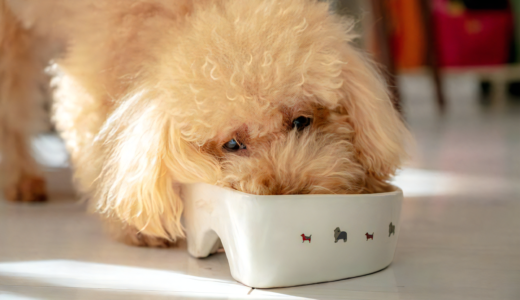 犬は最期が近いとどうなる？食べやすいご飯の与え方やおすすめのフードを紹介します