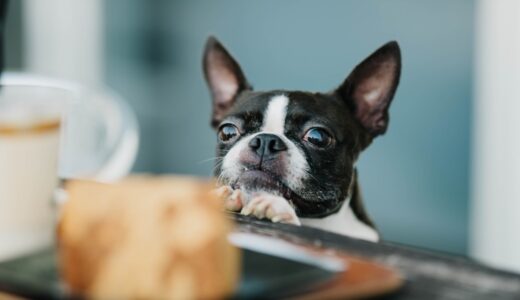 犬の食事療法ってどんなもの？正しい知識を身に付けて愛犬の健康を守ろう