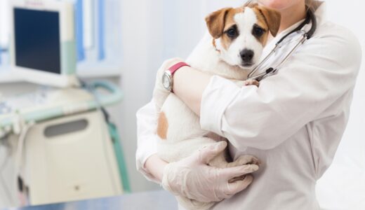 犬の蛋白漏出性腸症とはどんな症状？症状にあった食事レシピを作ろう！