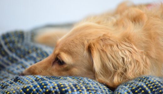 愛犬が腎臓病に！？食事を食べない原因と腎臓病の症状について徹底解説！